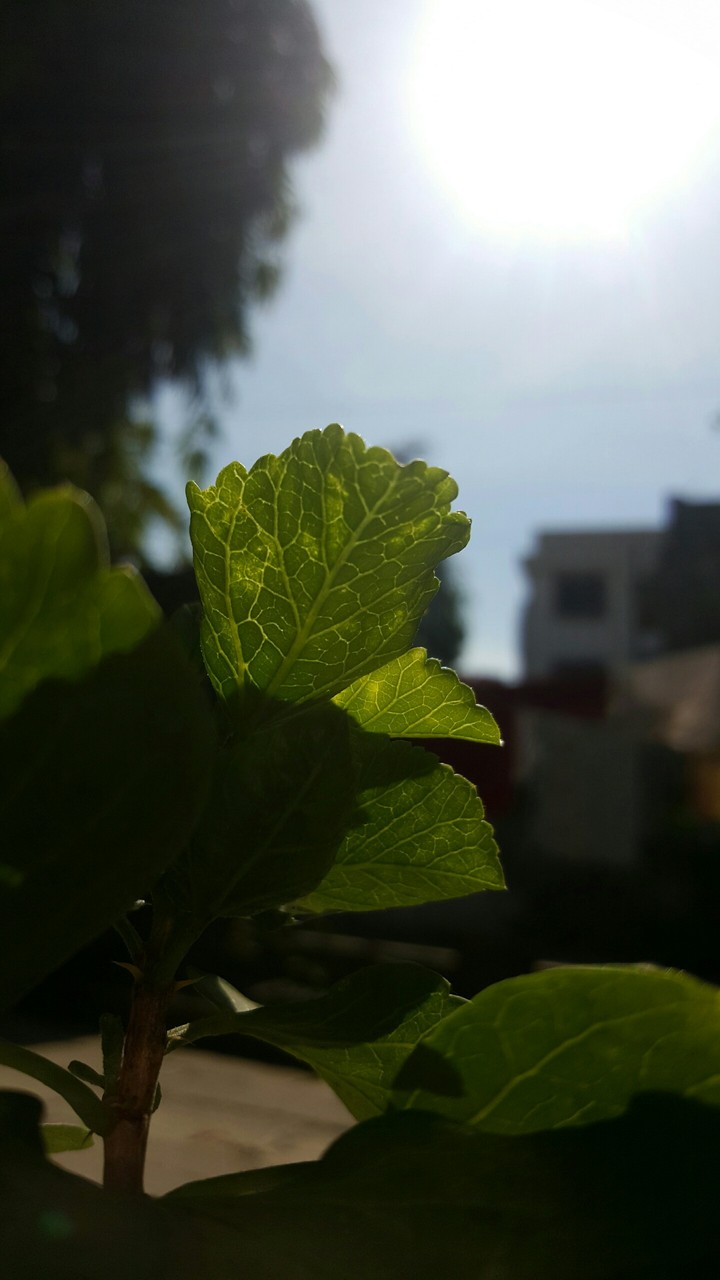 leaf