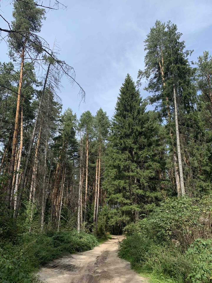 forest