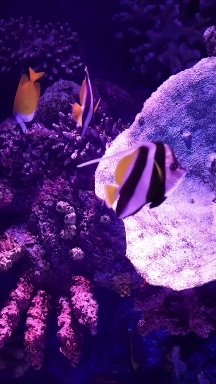 tropical fish LIVE