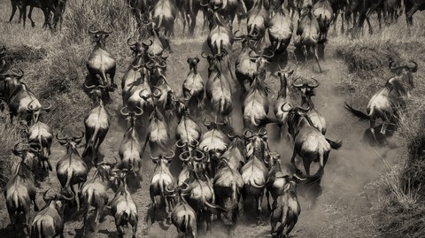 Gnus.