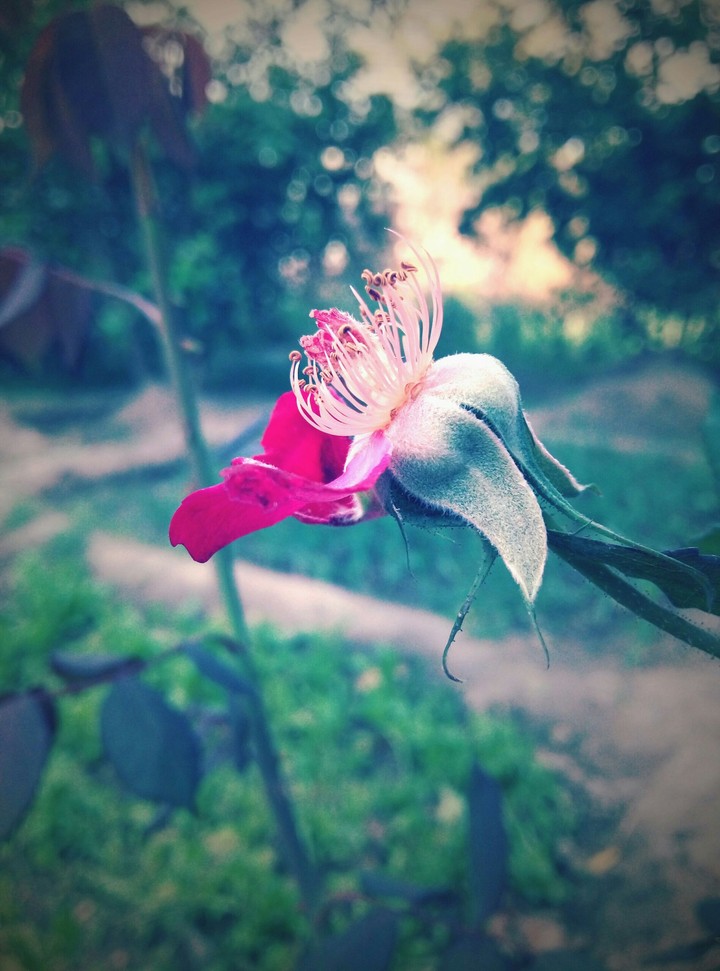 Beauty inside: Rose