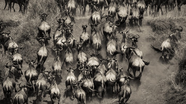Gnus.