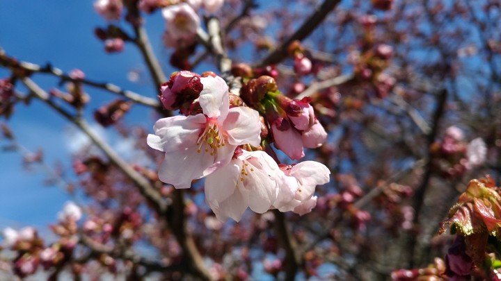 cherry  blossom