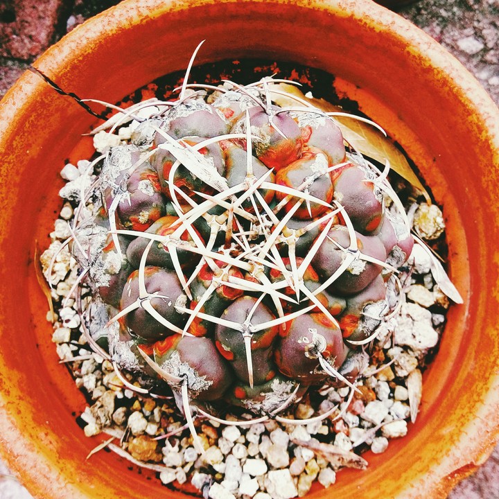 beautiful cactus 