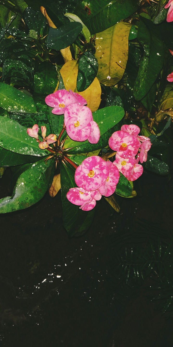 Flower wallpaper
