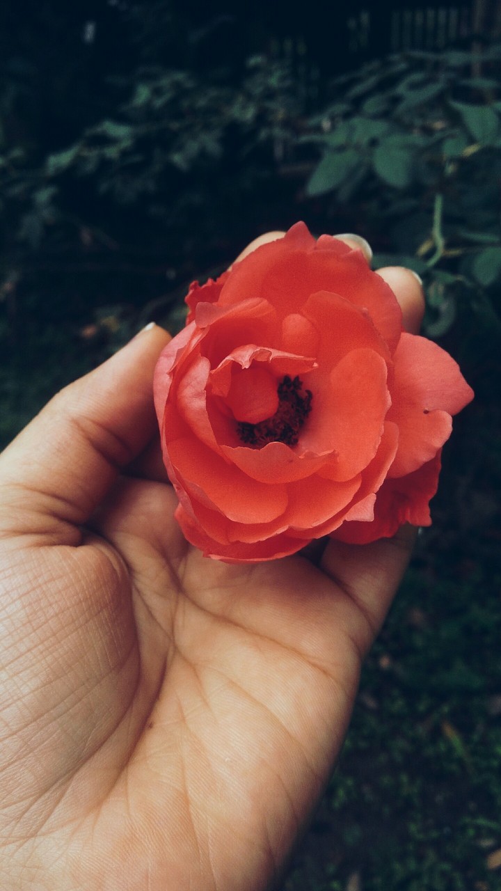 Red rose blossoming in my hands