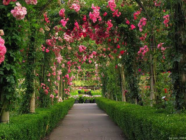 beautiful garden