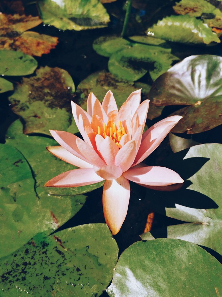 lotus