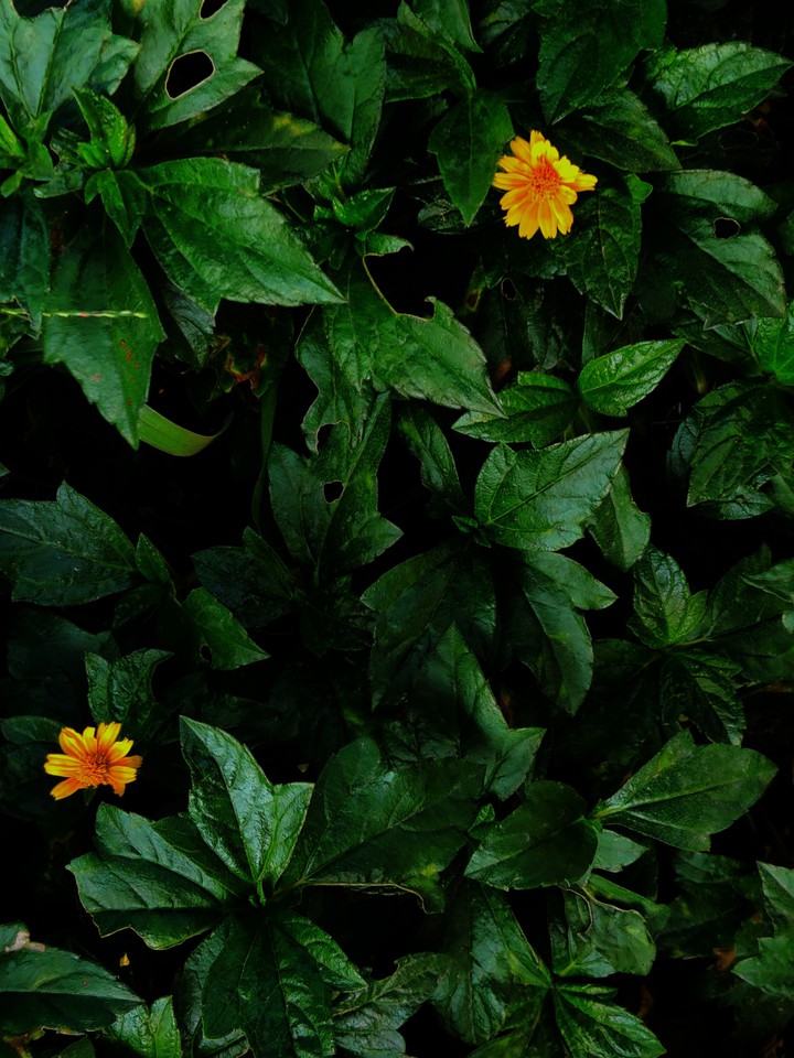 calm leaves