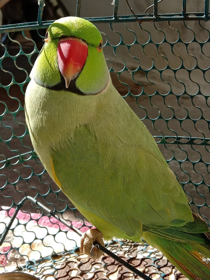 parrot