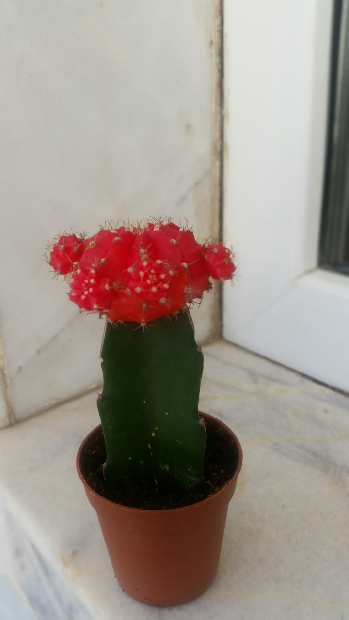 CACTUS