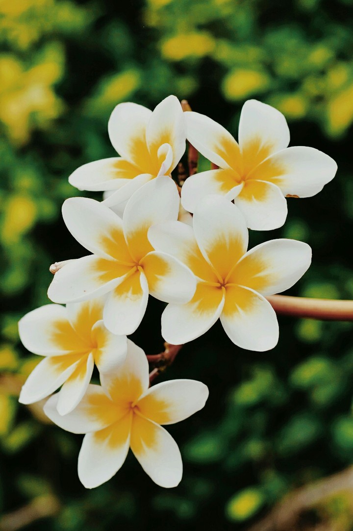 Frangipani flower/plumeria