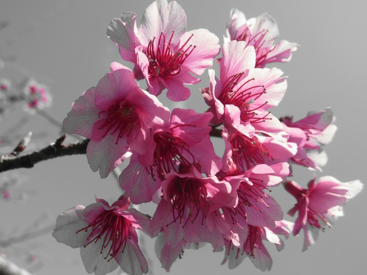 Flower Background