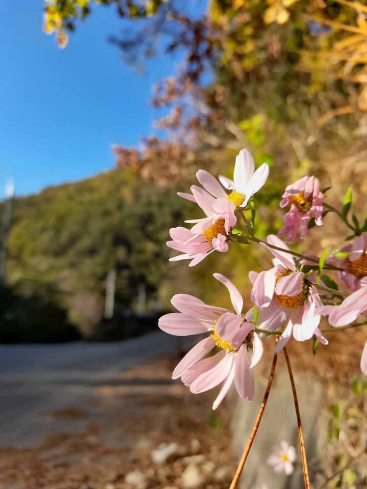 pink flower