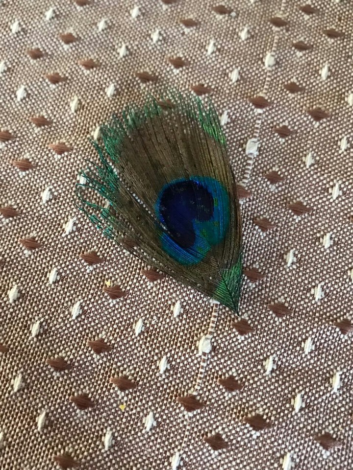peacock's feathers