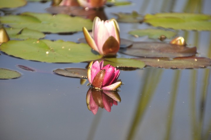 fleur de lotus
