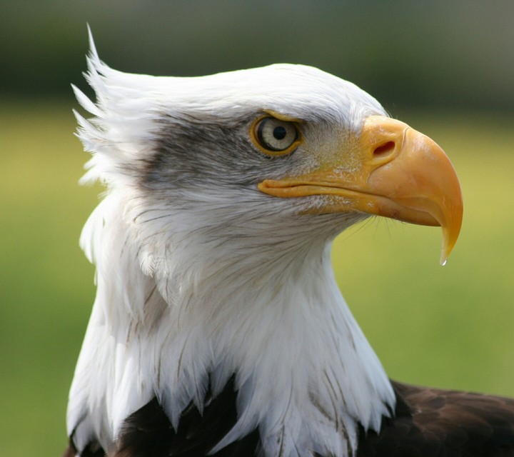 eagle