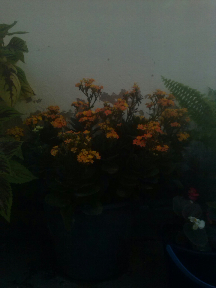 flor