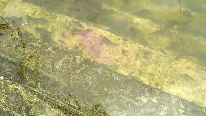 Fishes in Water