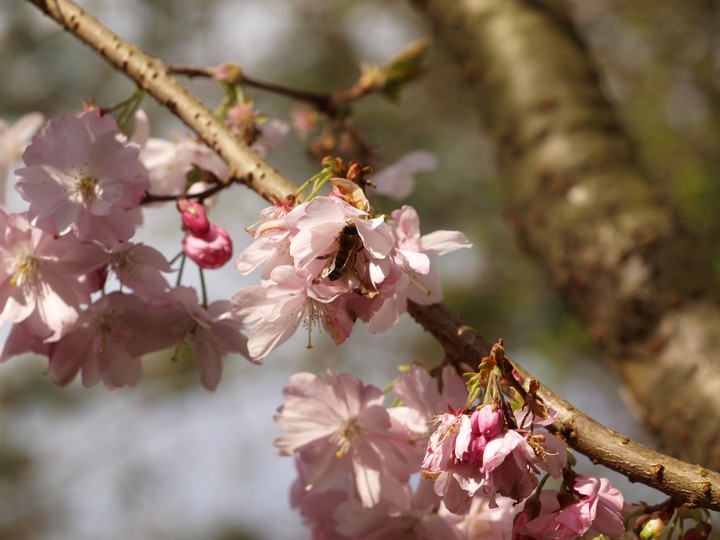 sakura~