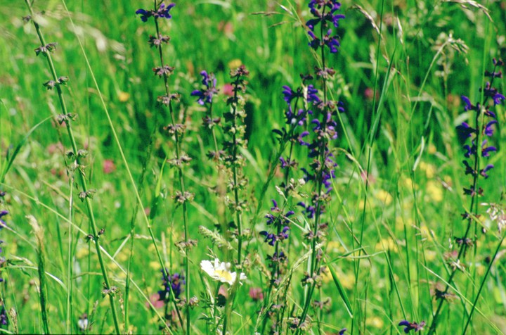 summer flowers