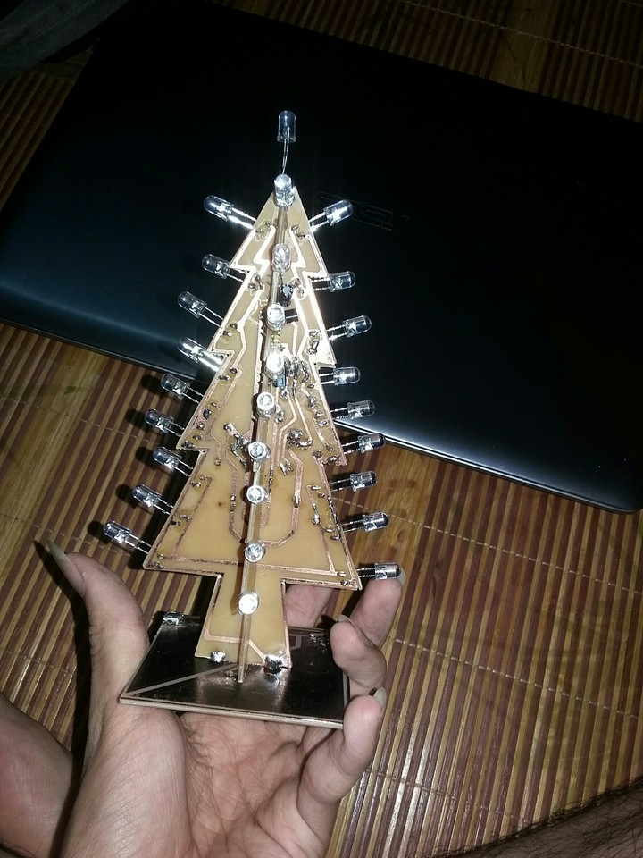 pinus