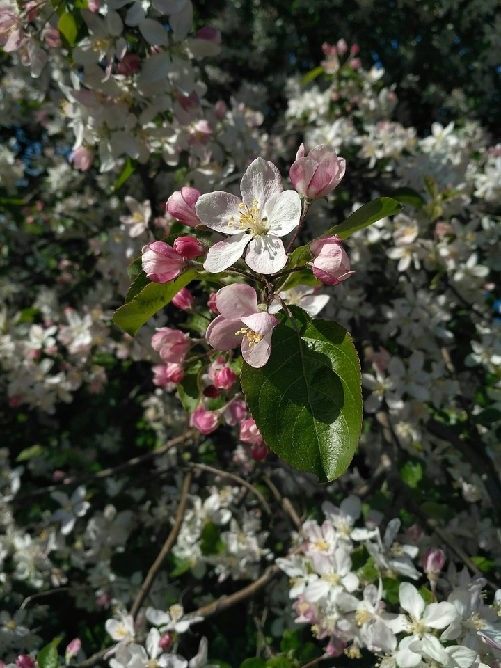 Flowers of apple three 