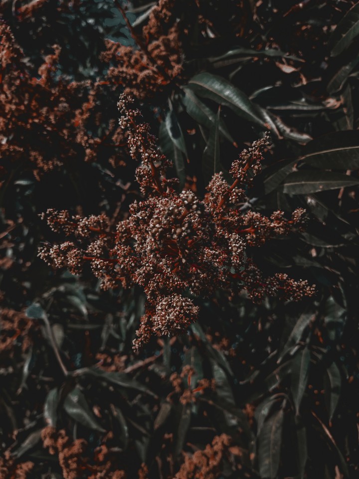plant