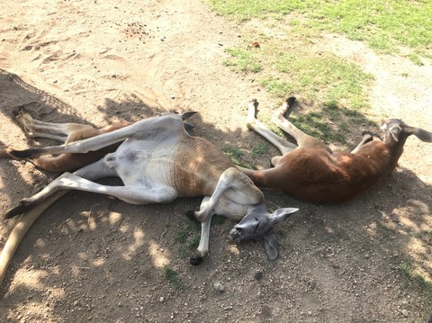 カンガルー