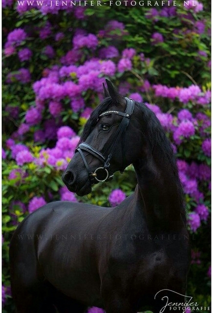 horse