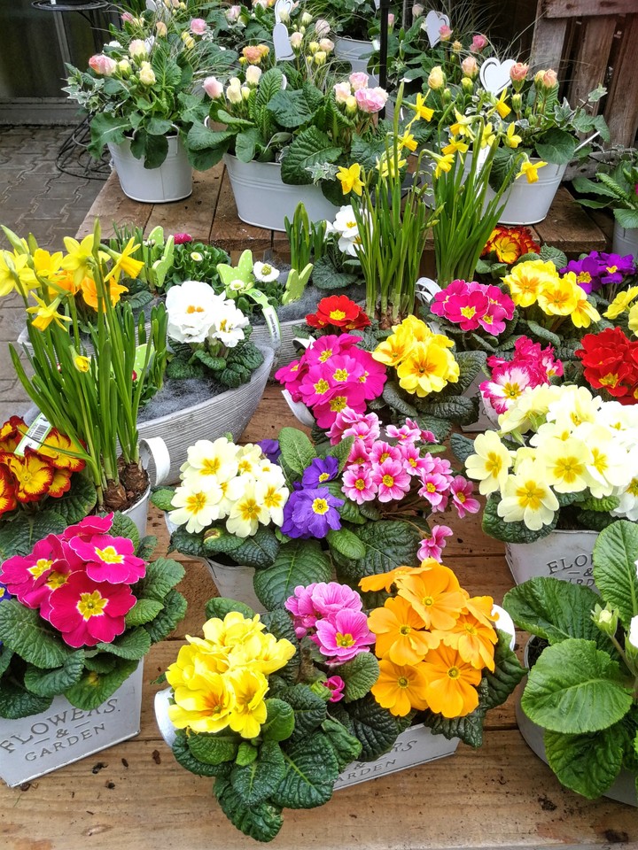 Frühlingsblumen