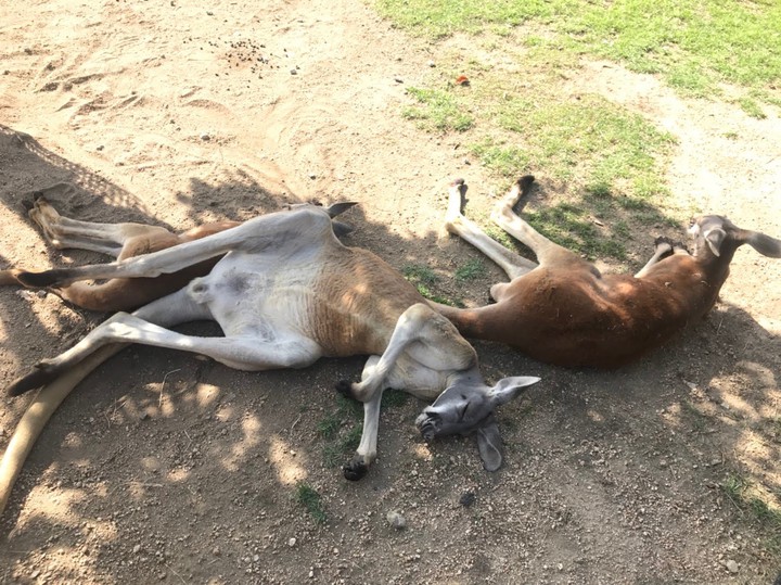 カンガルー