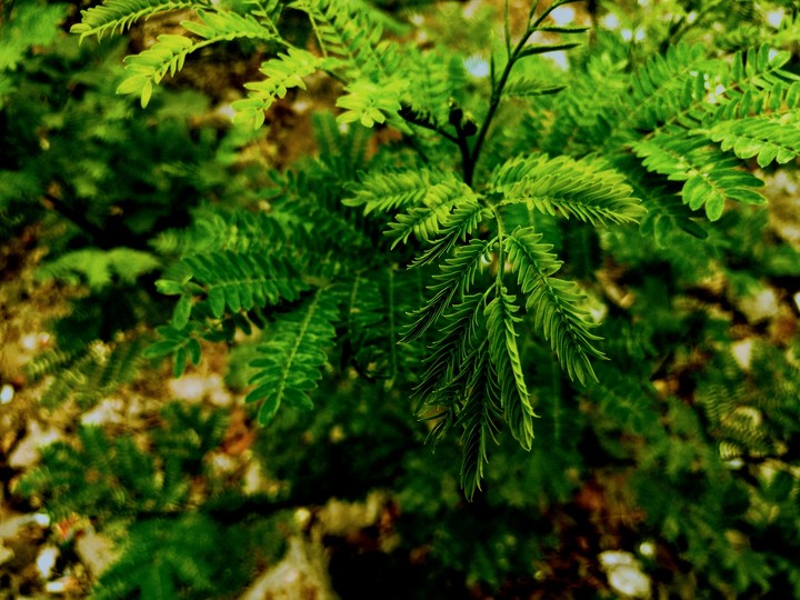 green leaves
