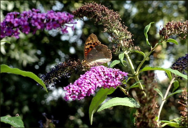 Flower & Butterfly