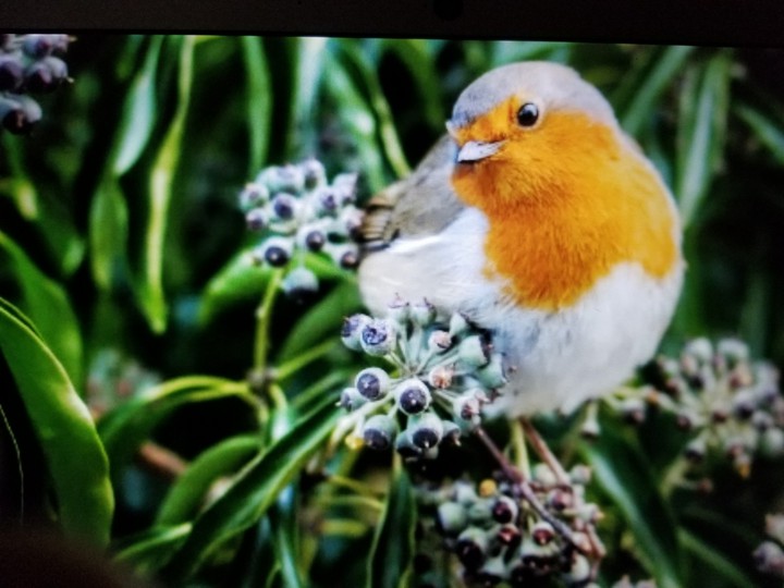 hummingbird