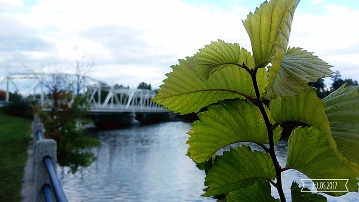 Leaf