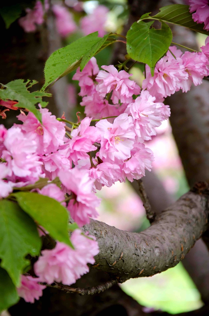 Cherry blossoms