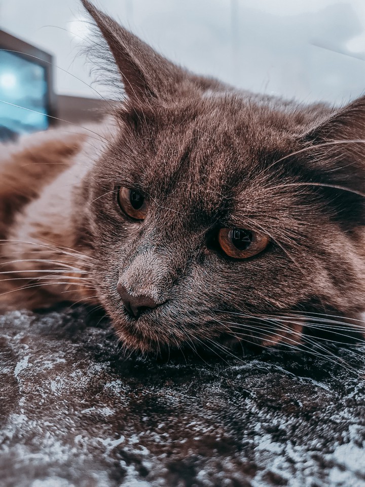Moon Cat