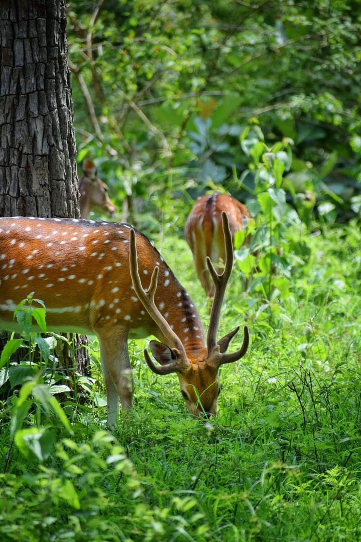 forest