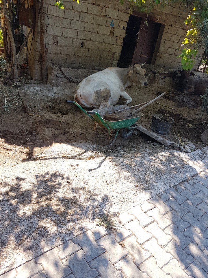 cow