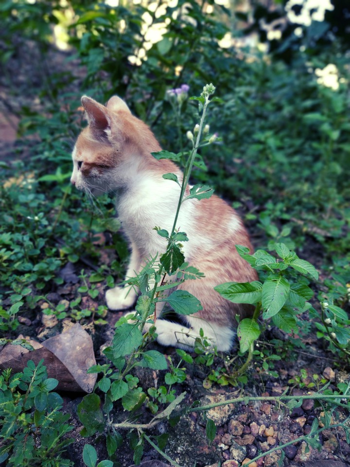 LITTLE ANGEL