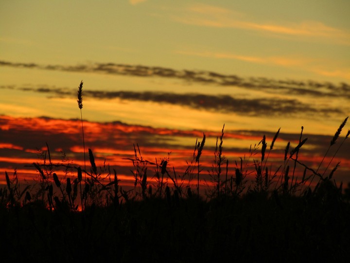 Pastos en el atardecer.