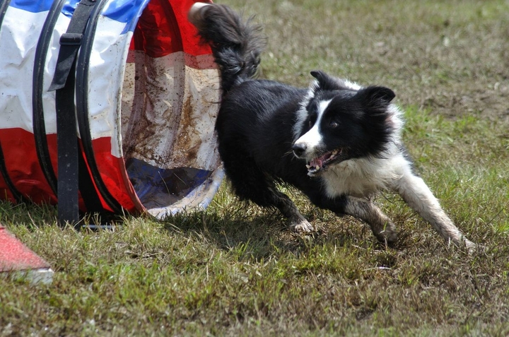 The Border Collie Because There Is No Better Dog