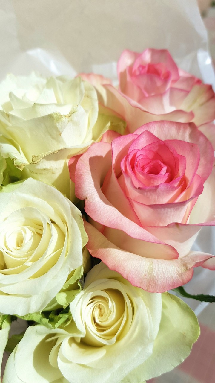 Roses for Grandma