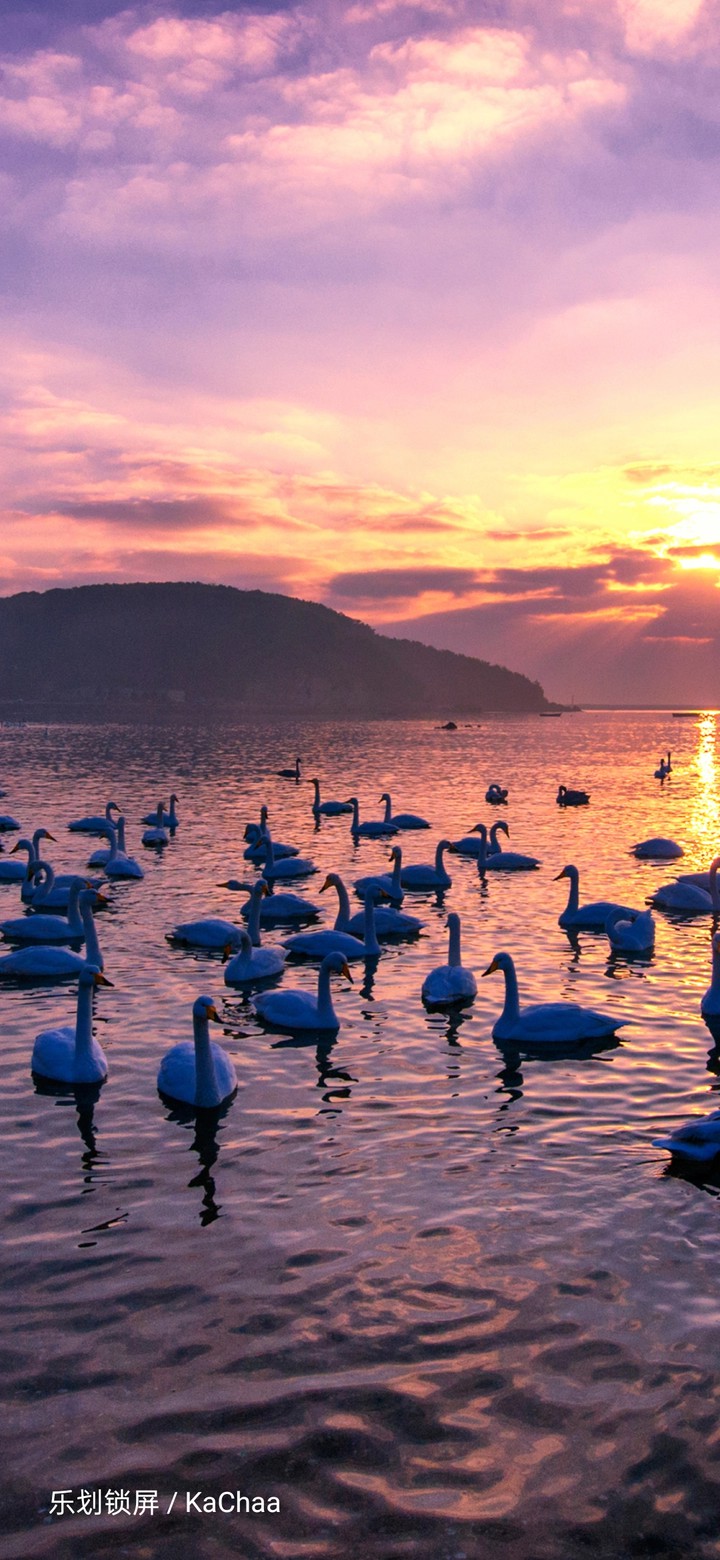 swan