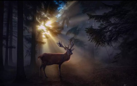 deer