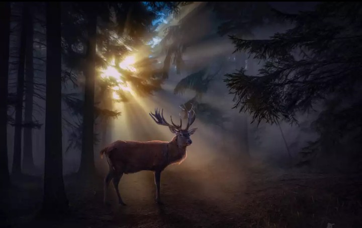 deer