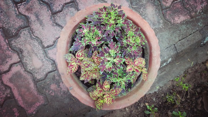 Beautiful Leaves