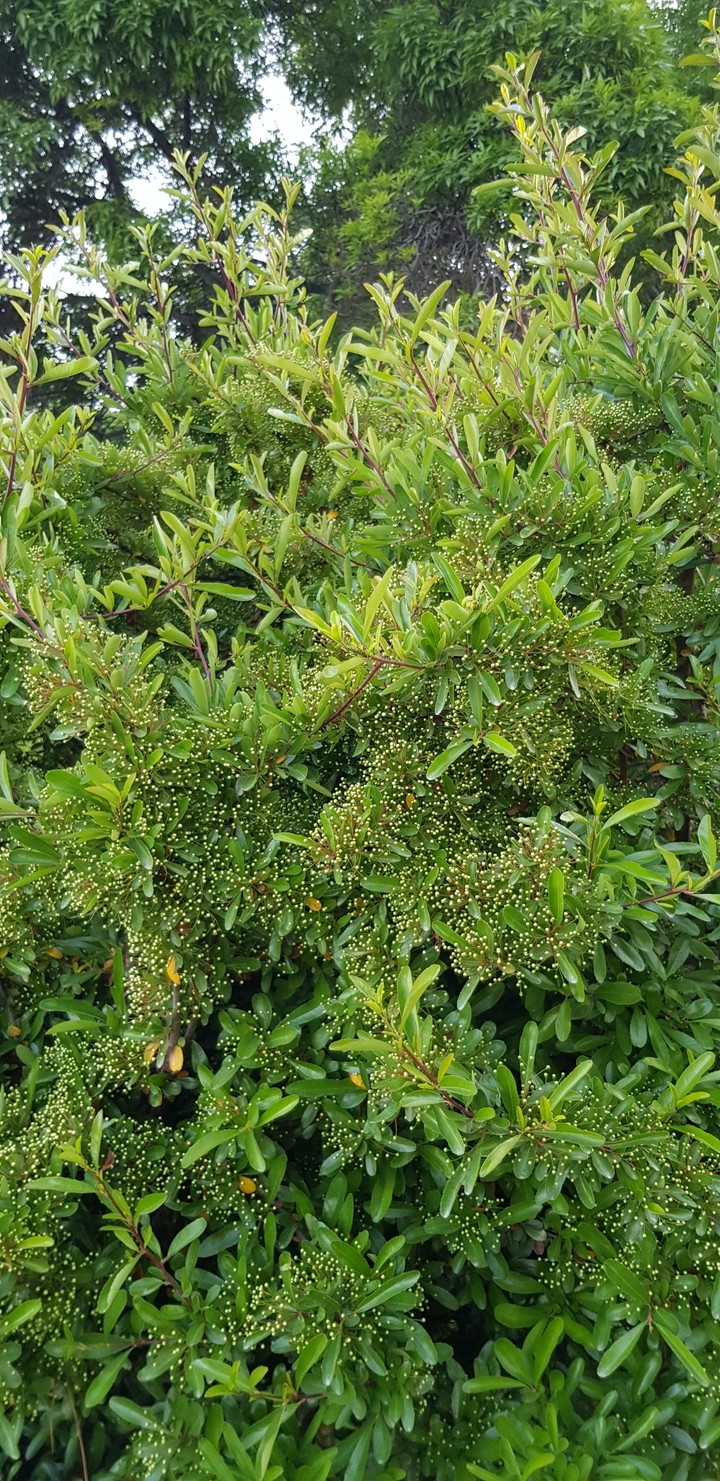 sozani
