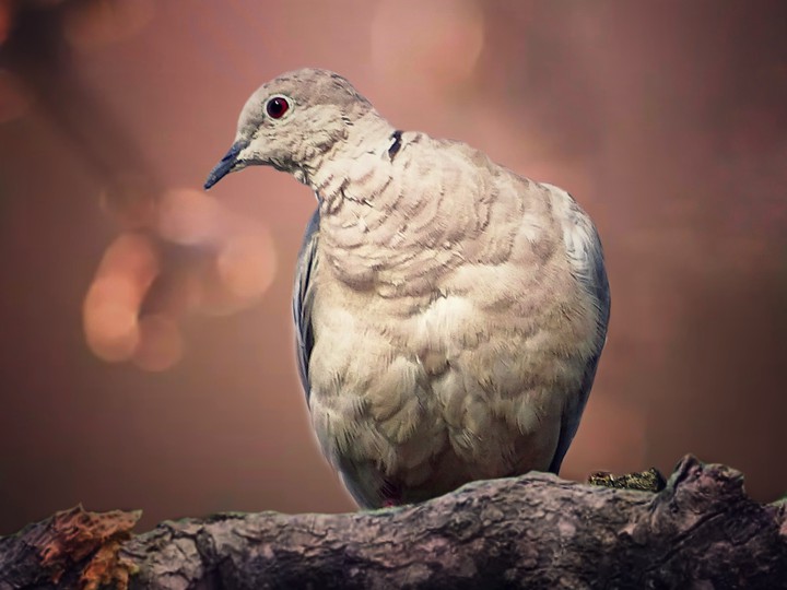 Pigeon